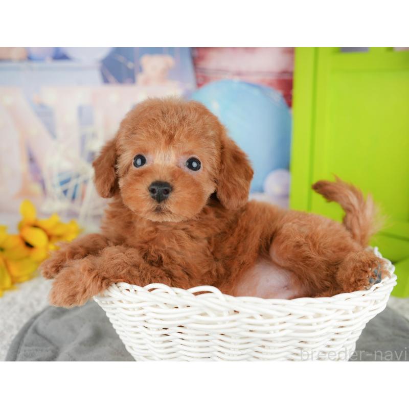 販売中の千葉県のトイプードル-444696の8枚目