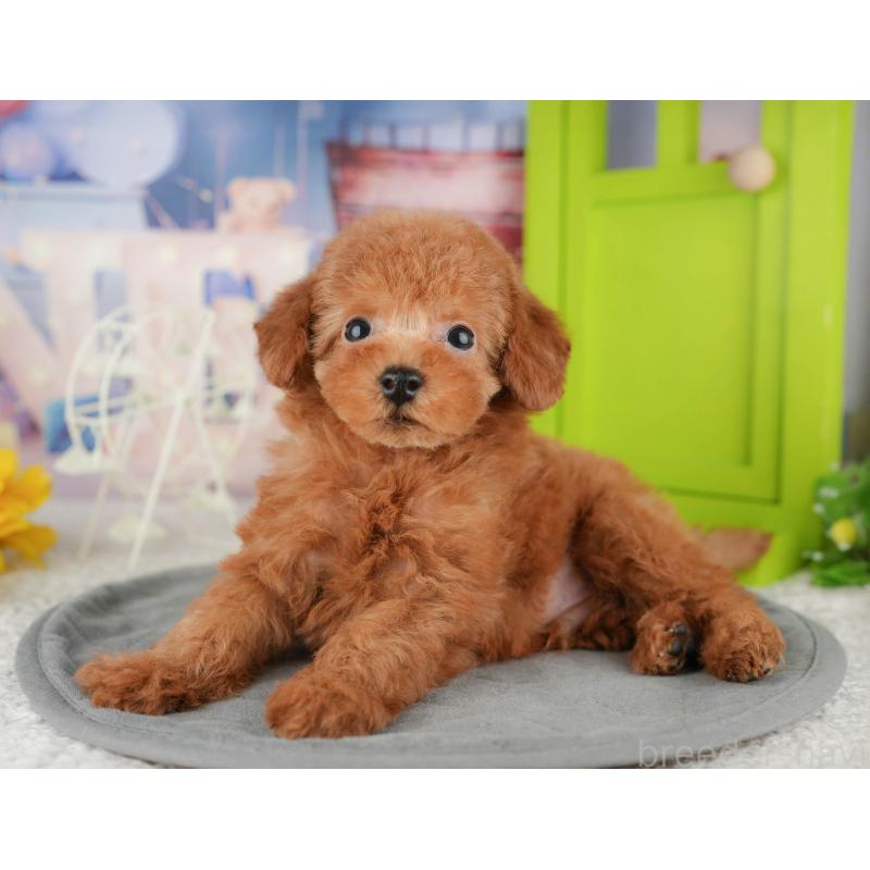 販売中の千葉県のトイプードル-444696の7枚目