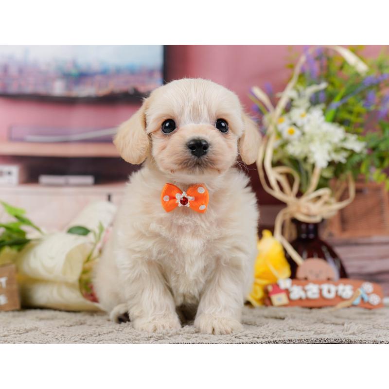 販売中の神奈川県のミックス犬-445150の13枚目