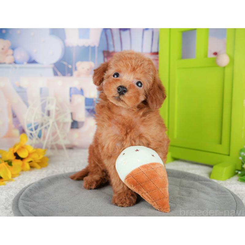 販売中の千葉県のトイプードル-444696の6枚目