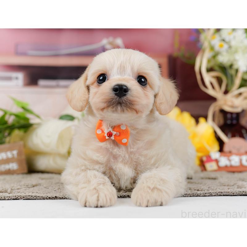 販売中の神奈川県のミックス犬-445150の12枚目