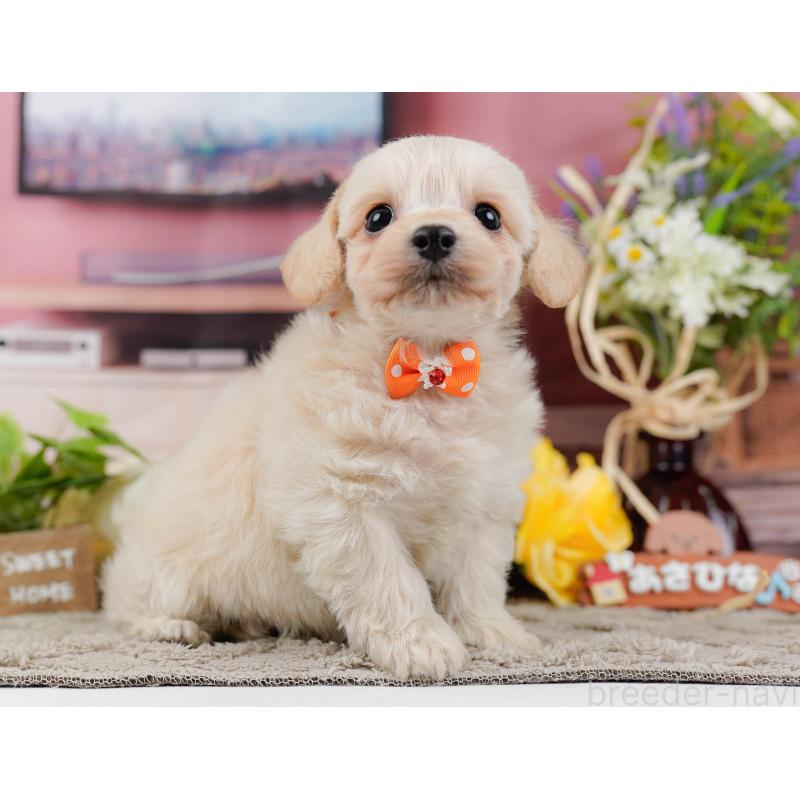 販売中の神奈川県のミックス犬-445150の11枚目