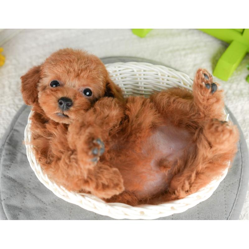 販売中の千葉県のトイプードル-444696の5枚目