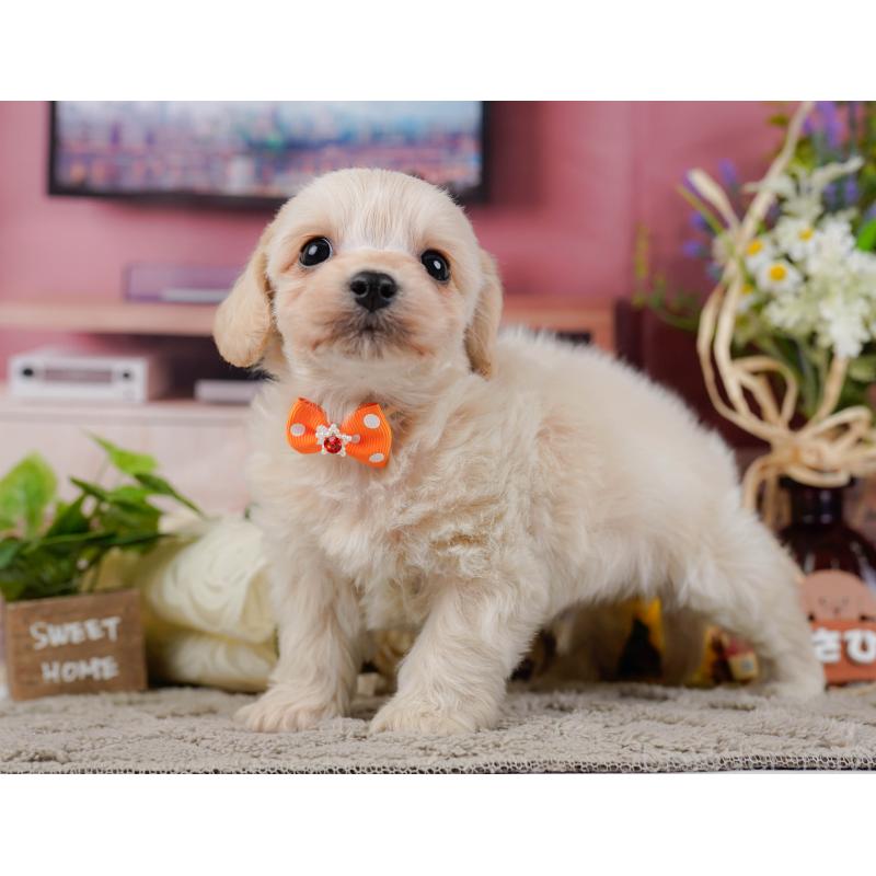 販売中の神奈川県のミックス犬-445150の10枚目