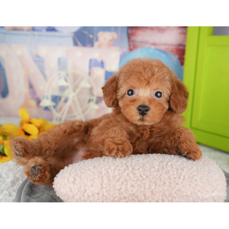 販売中の千葉県のトイプードル-444696の4枚目