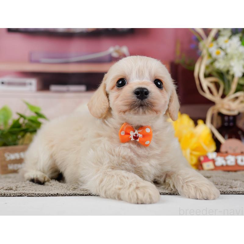 販売中の神奈川県のミックス犬-445150の9枚目