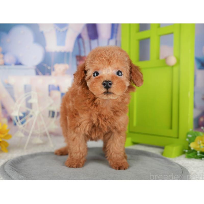 販売中の千葉県のトイプードル-444696の3枚目