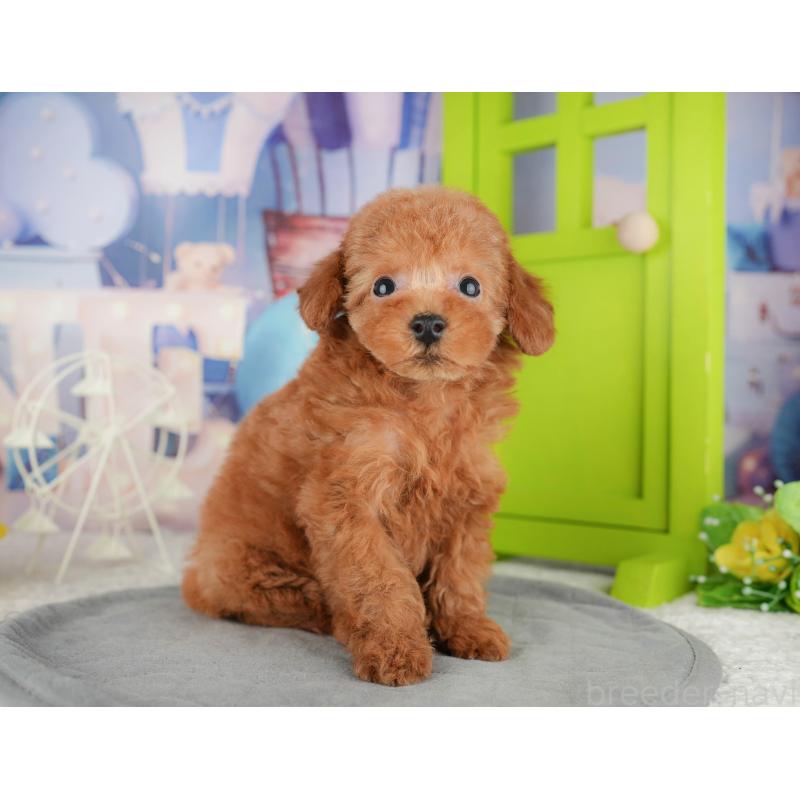 販売中の千葉県のトイプードル-444696の2枚目