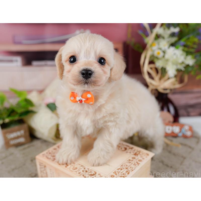 販売中の神奈川県のミックス犬-445150の8枚目