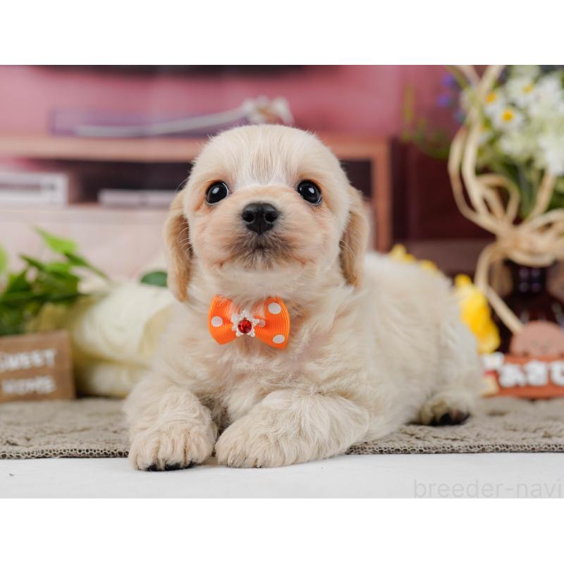 販売中の神奈川県のミックス犬-445150の7枚目