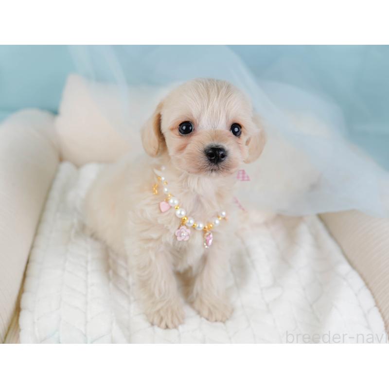 販売中の神奈川県のミックス犬-445150の6枚目