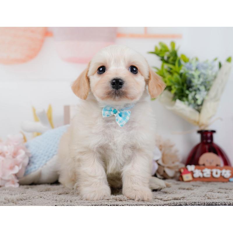 販売中の神奈川県のミックス犬-445151の13枚目