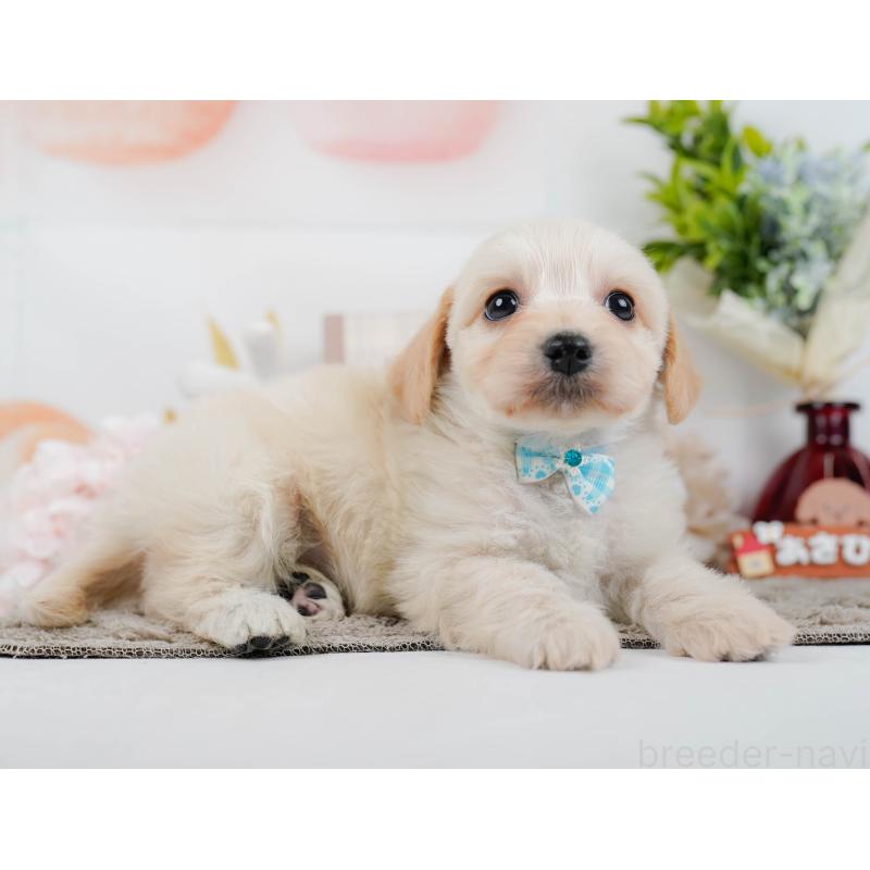 販売中の神奈川県のミックス犬-445151の12枚目