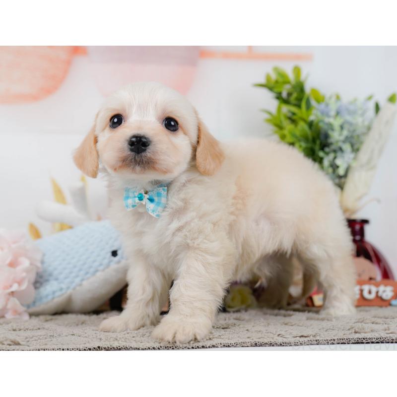 販売中の神奈川県のミックス犬-445151の11枚目