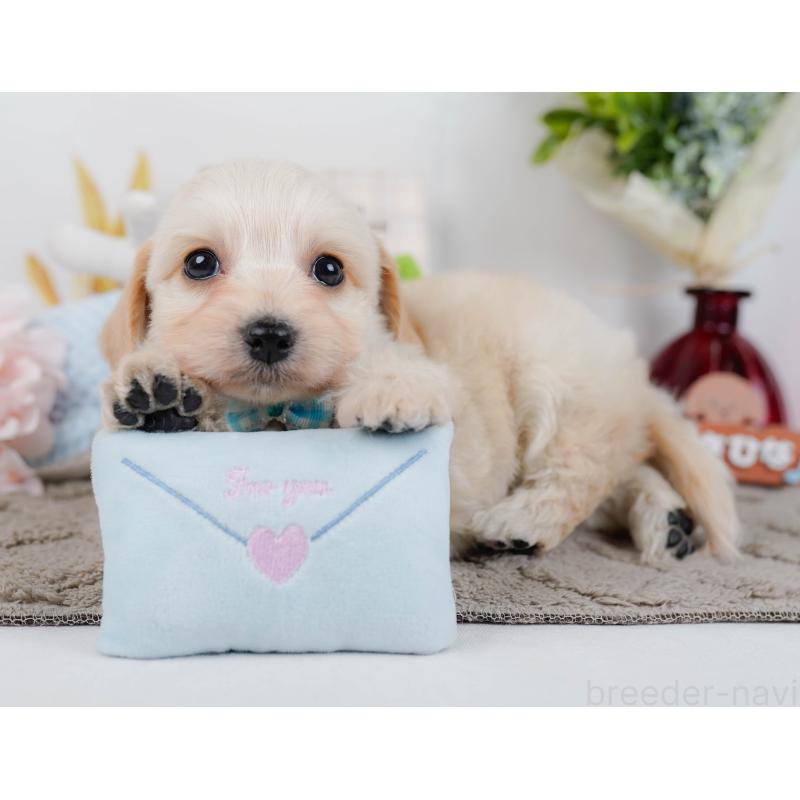 販売中の神奈川県のミックス犬-445151の7枚目