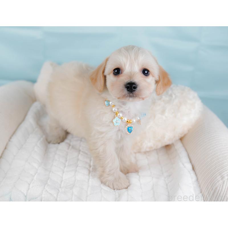 販売中の神奈川県のミックス犬-445151の6枚目