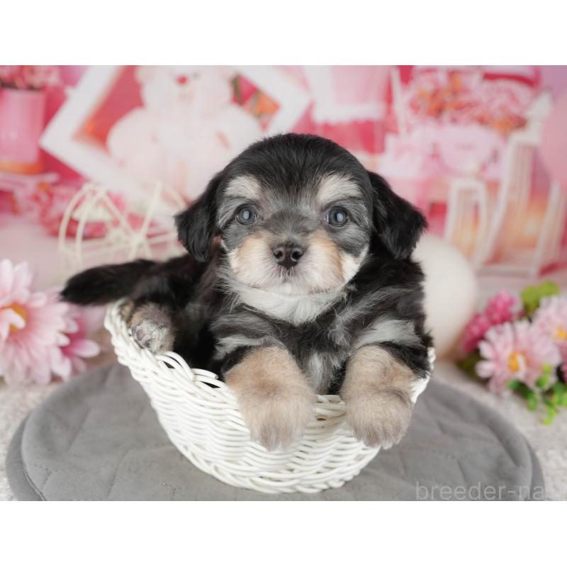 販売中の千葉県のミックス犬-444762の10枚目