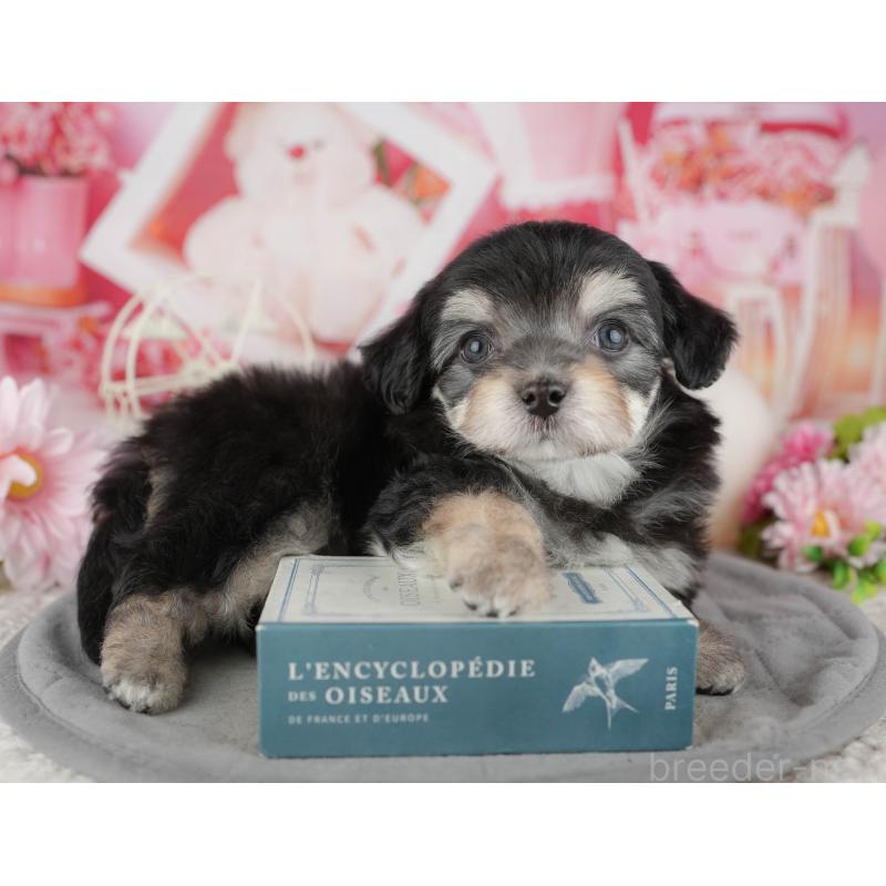 販売中の千葉県のミックス犬-444762の9枚目