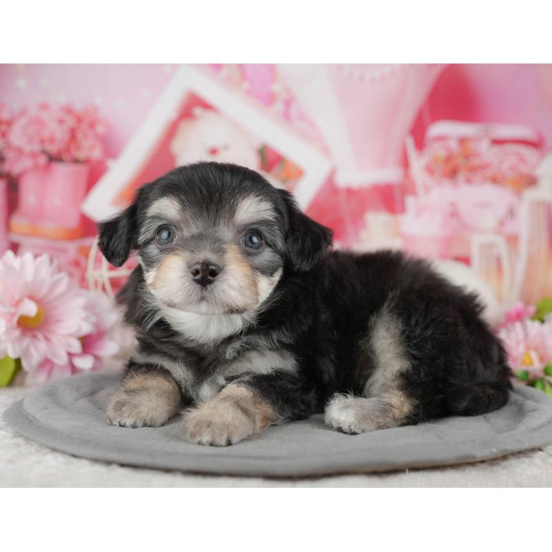 販売中の千葉県のミックス犬-444762の8枚目