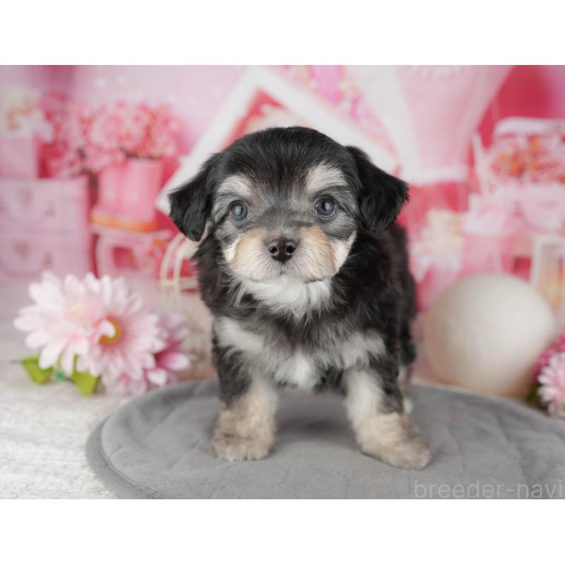 販売中の千葉県のミックス犬-444762の7枚目