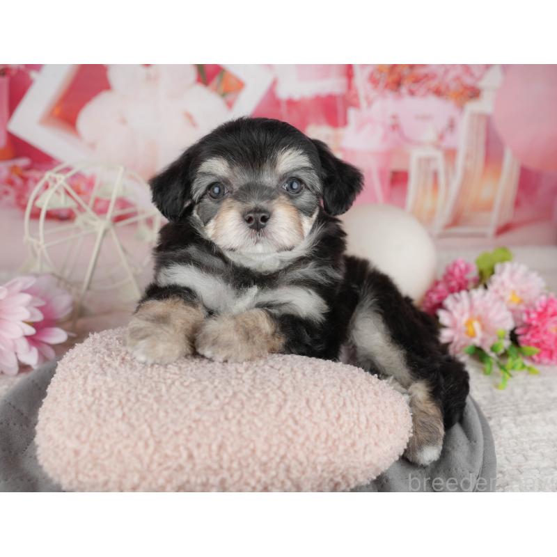 販売中の千葉県のミックス犬-444762の6枚目