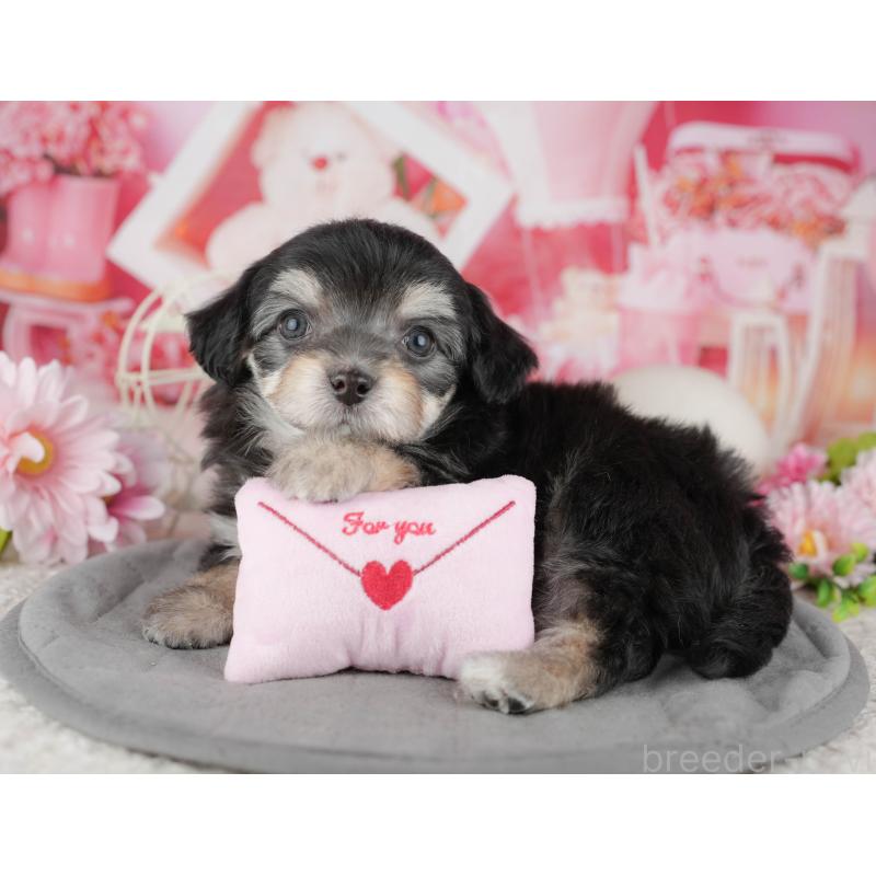 販売中の千葉県のミックス犬-444762の5枚目