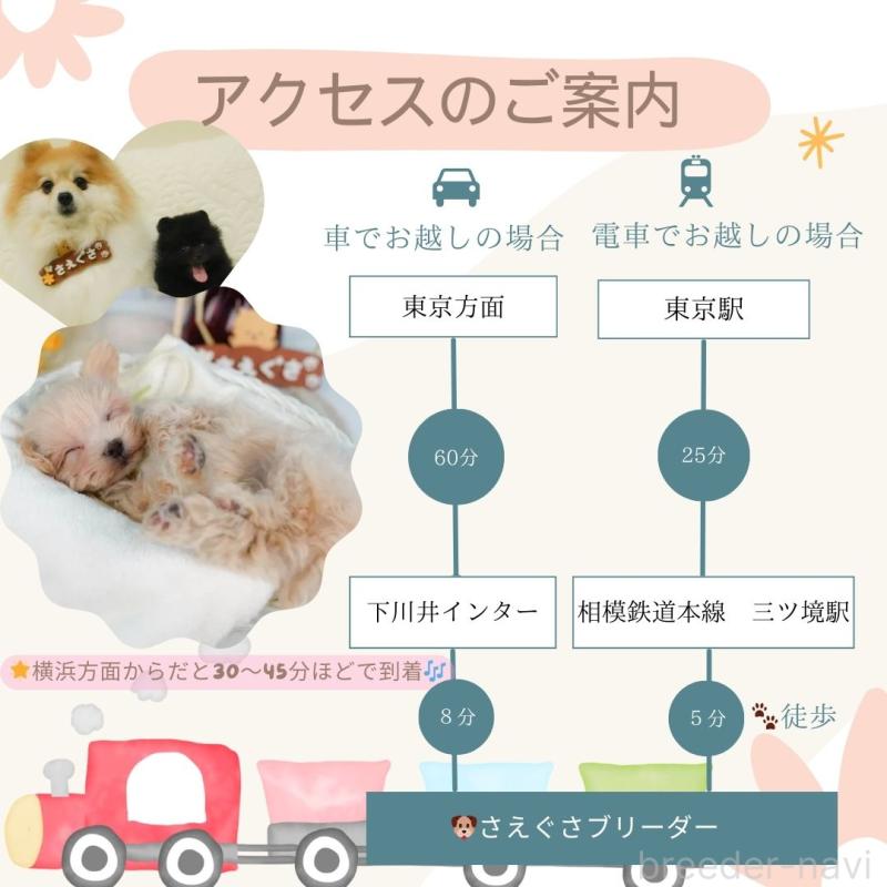 販売中の神奈川県のミックス犬-445153の20枚目