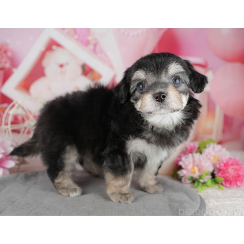 販売中の千葉県のミックス犬-444762の3枚目