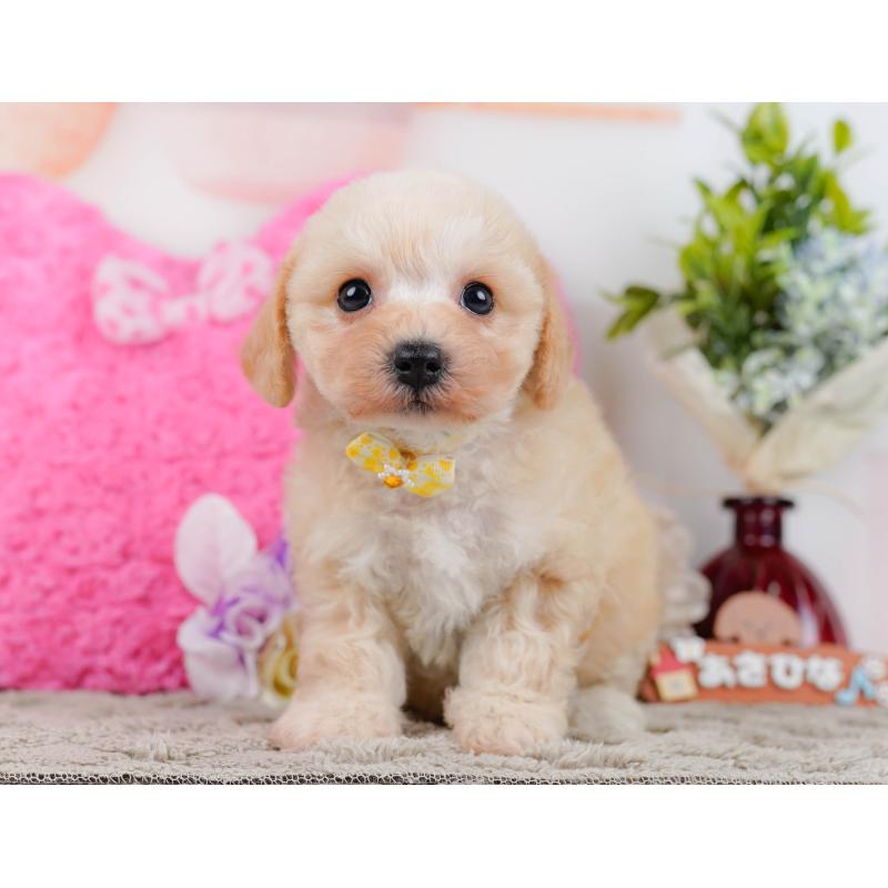 販売中の神奈川県のミックス犬-445153の13枚目