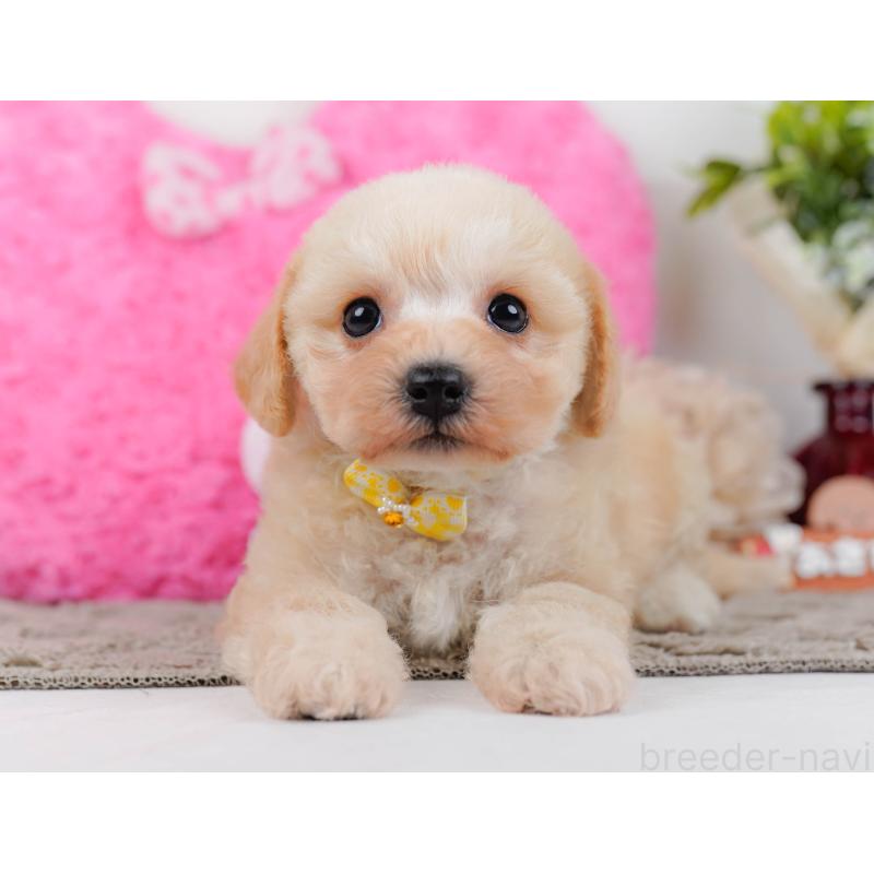 販売中の神奈川県のミックス犬-445153の12枚目