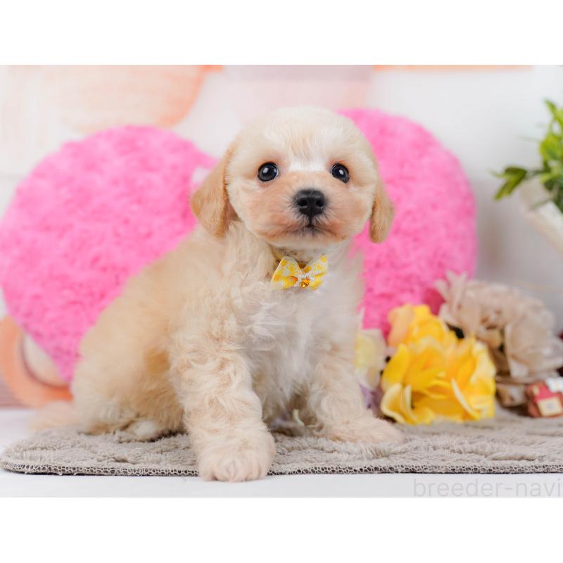 販売中の神奈川県のミックス犬-445153の11枚目