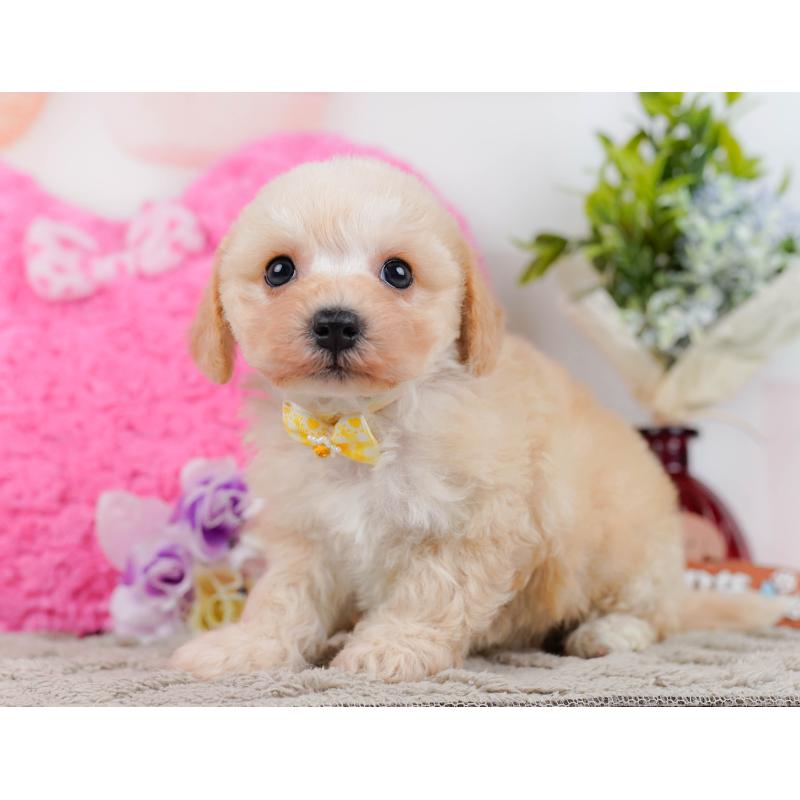 販売中の神奈川県のミックス犬-445153の10枚目