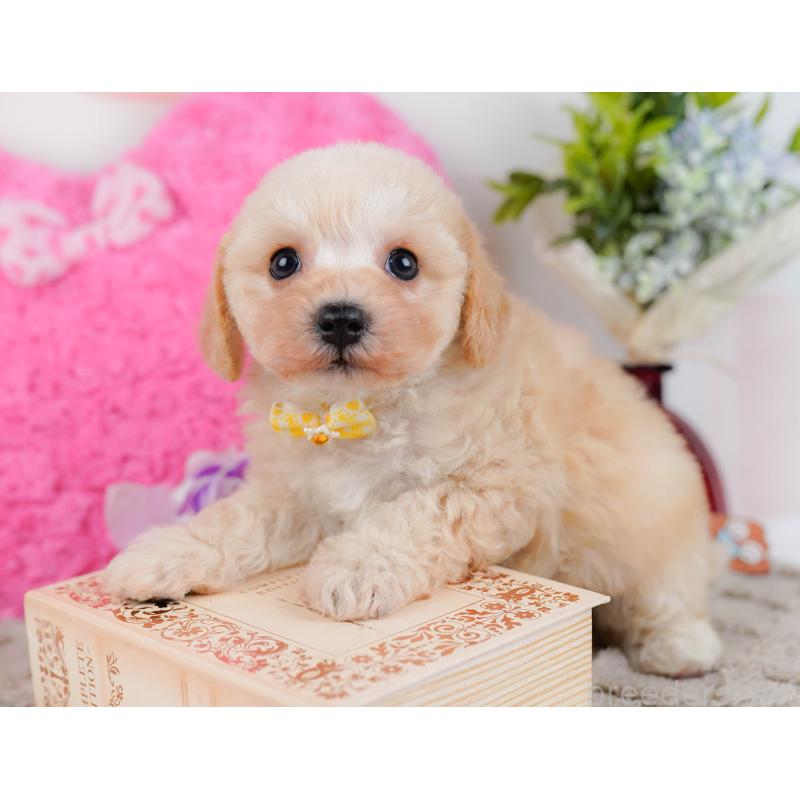 販売中の神奈川県のミックス犬-445153の8枚目