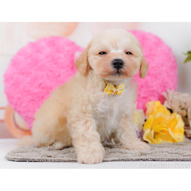 販売中の神奈川県のミックス犬-445153の7枚目