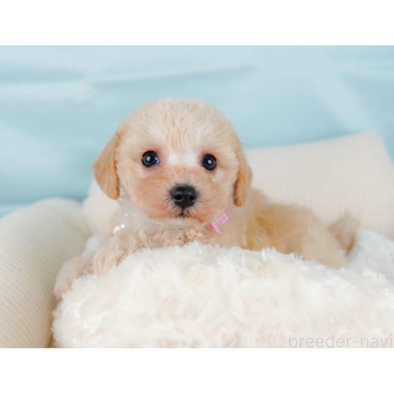 販売中の神奈川県のミックス犬-445153の6枚目