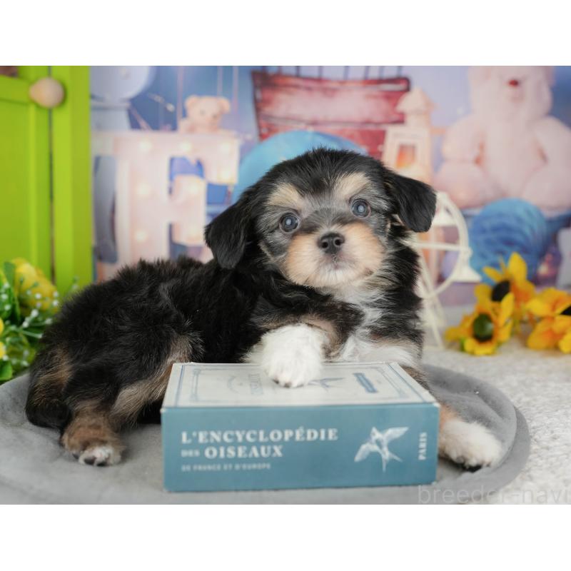 販売中の千葉県のミックス犬-444761の10枚目