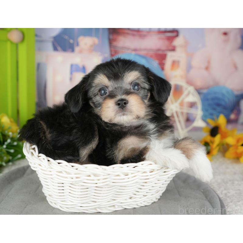 販売中の千葉県のミックス犬-444761の5枚目