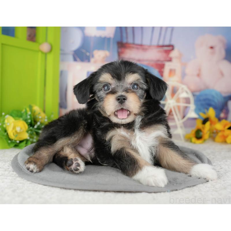 販売中の千葉県のミックス犬-444761の4枚目