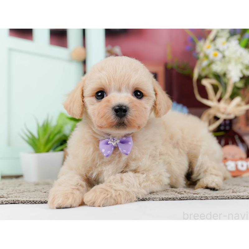 販売中の神奈川県のミックス犬-445155の9枚目