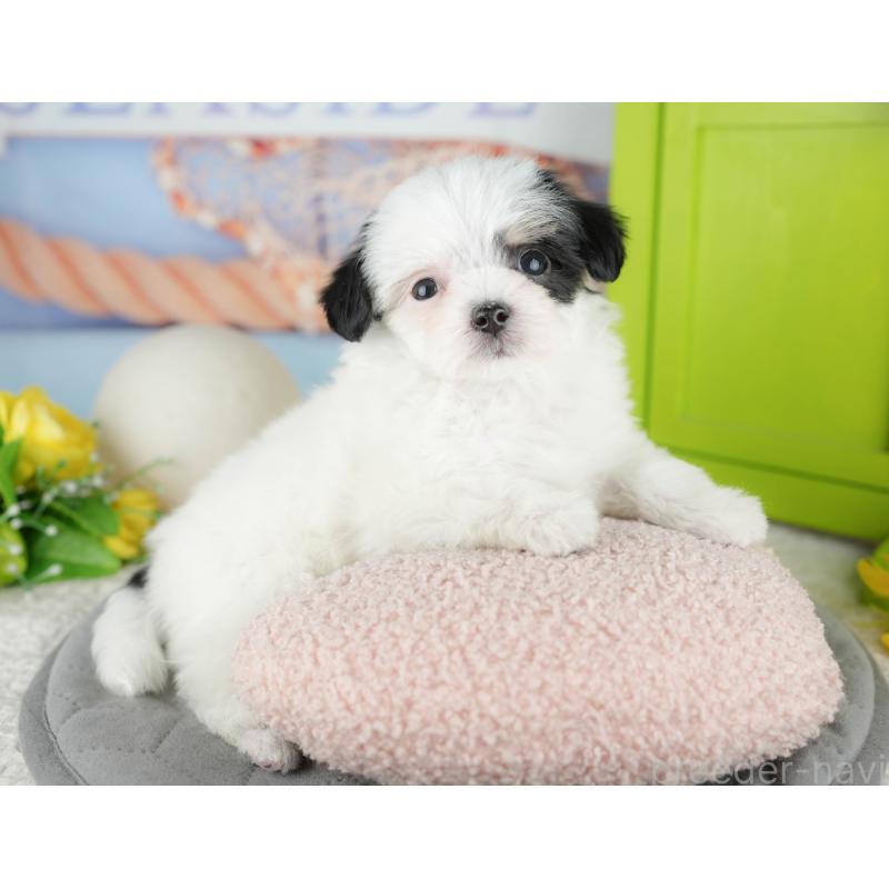 販売中の千葉県のミックス犬-444760の5枚目