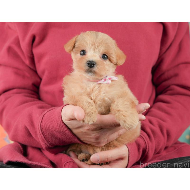 販売中の静岡県のマルプー:マルチーズ×トイプードル-444773