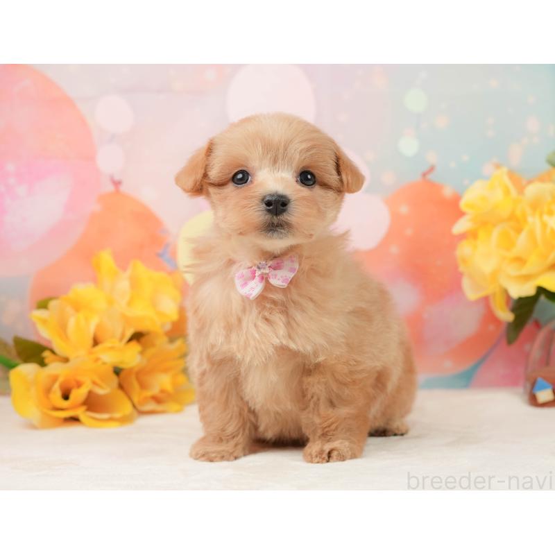 販売中の静岡県のマルプー:マルチーズ×トイプードル-444773の10枚目