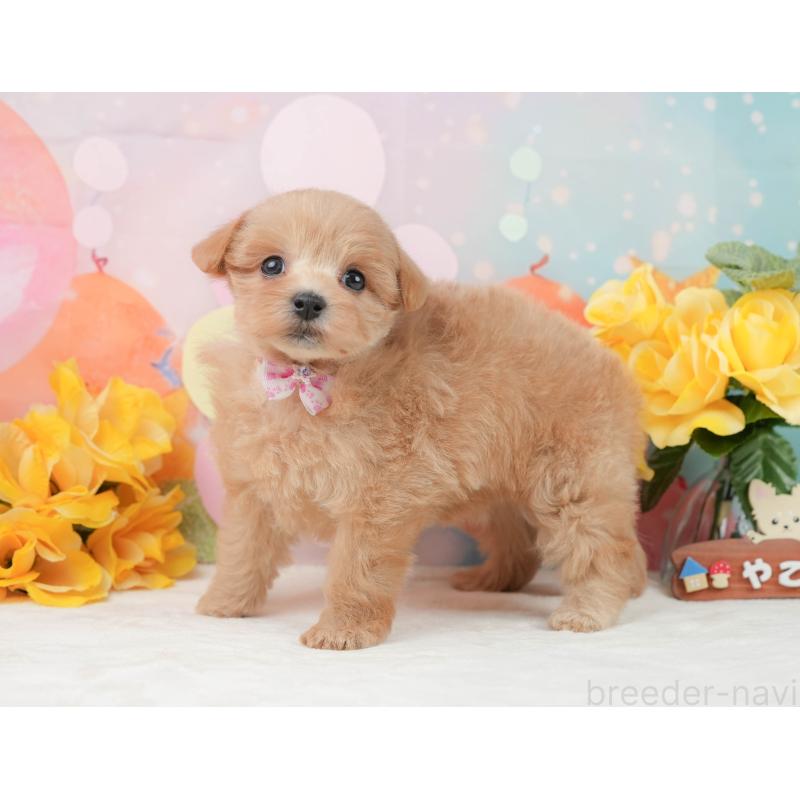 販売中の静岡県のマルプー:マルチーズ×トイプードル-444773の9枚目