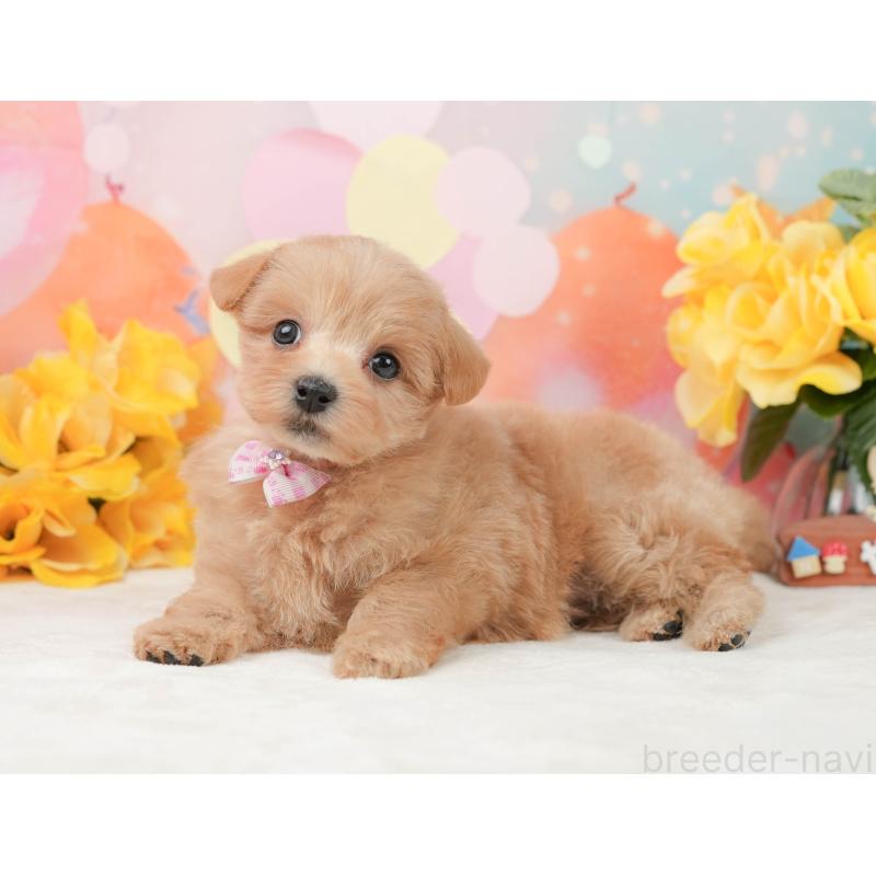 販売中の静岡県のマルプー:マルチーズ×トイプードル-444773の8枚目