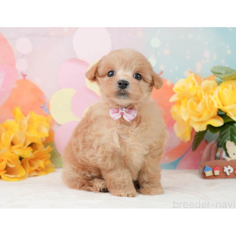 販売中の静岡県のマルプー:マルチーズ×トイプードル-444773の7枚目