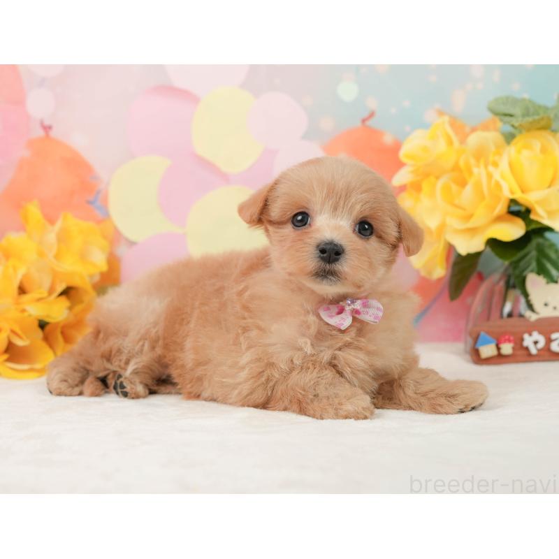 販売中の静岡県のマルプー:マルチーズ×トイプードル-444773の6枚目