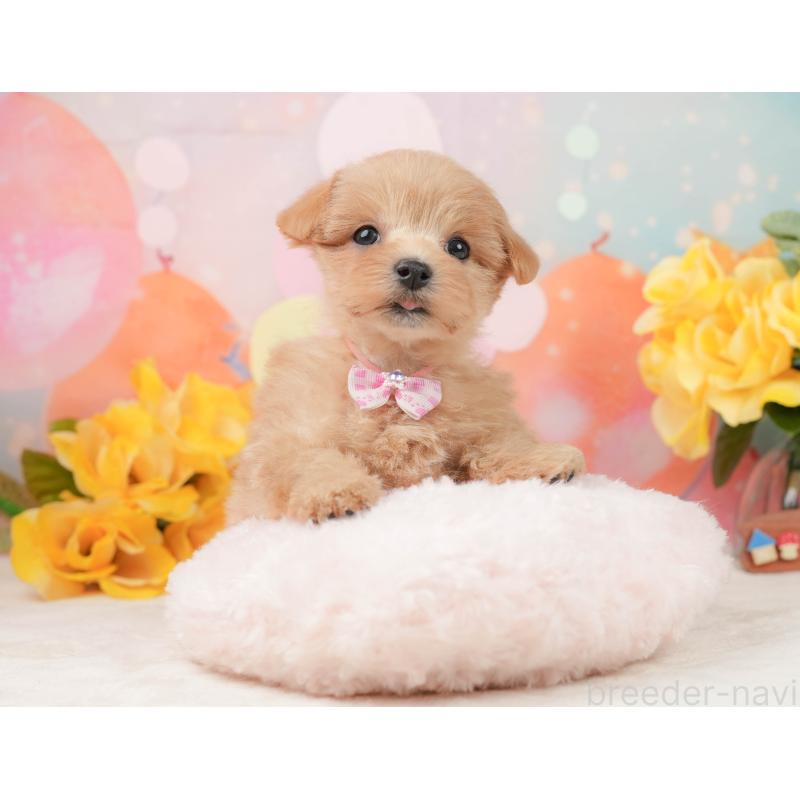 販売中の静岡県のマルプー:マルチーズ×トイプードル-444773の5枚目