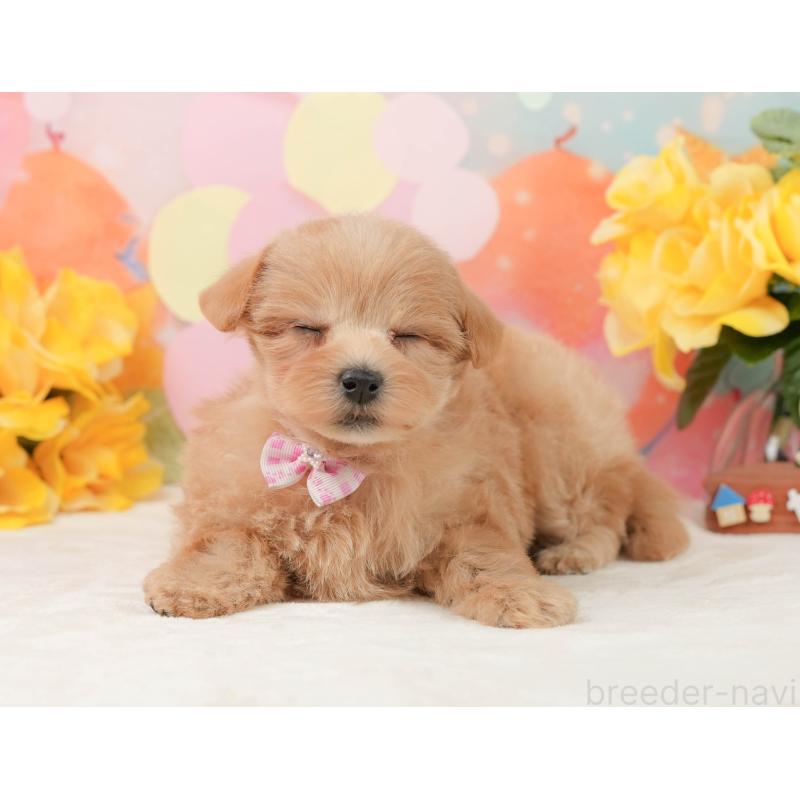 販売中の静岡県のマルプー:マルチーズ×トイプードル-444773の4枚目