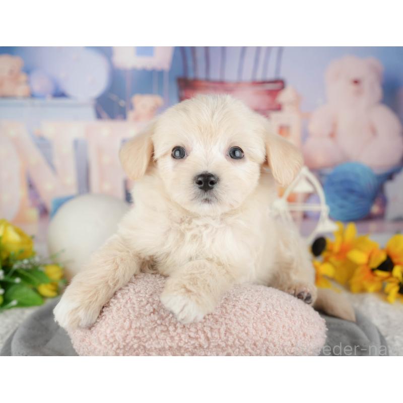 販売中の千葉県のミックス犬-444759の7枚目