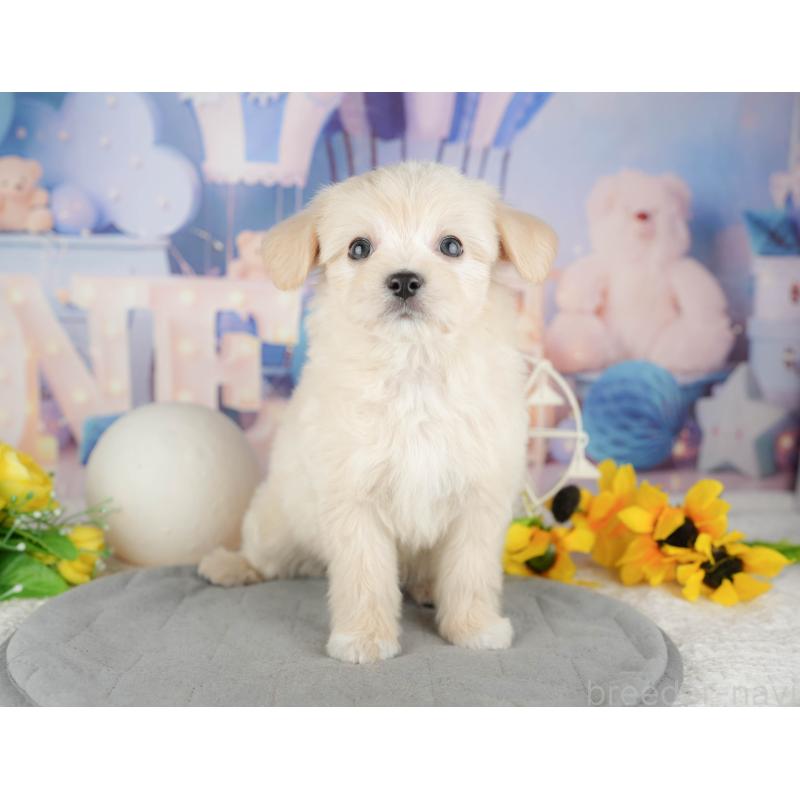 販売中の千葉県のミックス犬-444759の4枚目